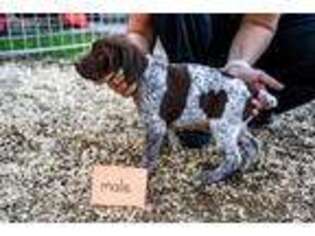 German Shorthaired Pointer Puppy for sale in Pataskala, OH, USA