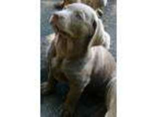 Labrador Retriever Puppy for sale in Norwalk, CT, USA