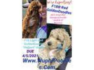 Goldendoodle Puppy for sale in Quitman, AR, USA
