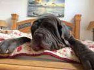 Neapolitan Mastiff Puppy for sale in Huntington Station, NY, USA