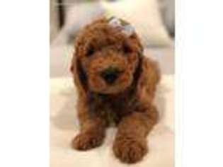 Goldendoodle Puppy for sale in Elk Grove Village, IL, USA