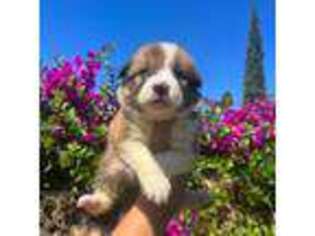 Bearded Collie Puppy for sale in La Puente, CA, USA