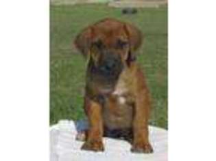 Rhodesian Ridgeback Puppy for sale in Pilot Point, TX, USA