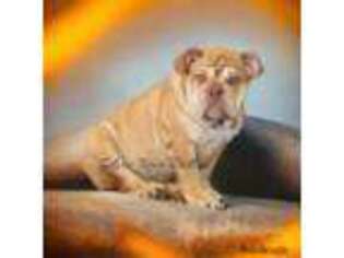 Bulldog Puppy for sale in Red Boiling Springs, TN, USA