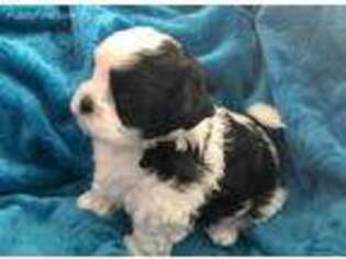 Mutt Puppy for sale in Cataldo, ID, USA