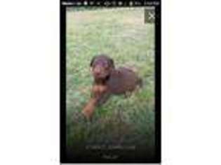 Doberman Pinscher Puppy for sale in Huntsville, TX, USA