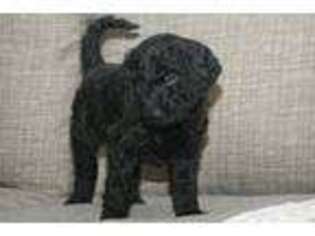 Goldendoodle Puppy for sale in North Sioux City, SD, USA