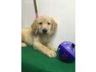 Labradoodle Puppy for sale in Lyons, NY, USA