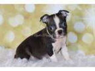 Boston Terrier Puppy for sale in Bokchito, OK, USA