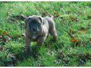Boerboel Puppy for sale in Yamhill, OR, USA