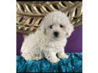 Bichon Frise Puppy for sale in Siler City, NC, USA