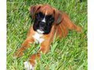 Boxer Puppy for sale in New Smyrna Beach, FL, USA