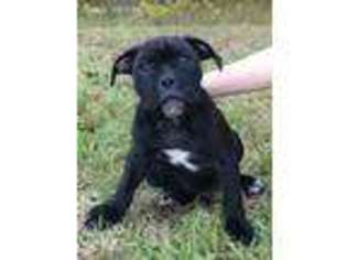 Alapaha Blue Blood Bulldog Puppy for sale in Gaffney, SC, USA
