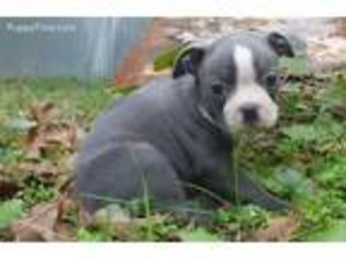 Boston Terrier Puppy for sale in New Waverly, TX, USA