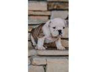 Bulldog Puppy for sale in Warner Robins, GA, USA