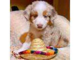 Miniature Australian Shepherd Puppy for sale in San Antonio, TX, USA
