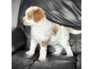 Goldendoodle Puppy for sale in Texas City, TX, USA