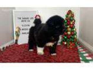 Akita Puppy for sale in Corapeake, NC, USA