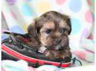 Shorkie Tzu Puppy for sale in Summerfield, NC, USA