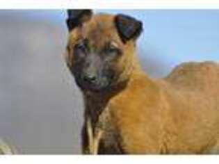 Belgian Malinois Puppy for sale in Pickens, SC, USA