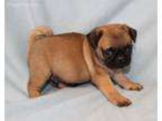 Pug Puppy for sale in Ralston, OK, USA