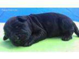 Black Russian Terrier Puppy for sale in Deerfield, IL, USA