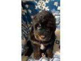 Mutt Puppy for sale in Battle Lake, MN, USA