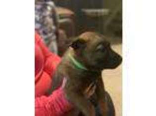 Belgian Malinois Puppy for sale in Centerville, OH, USA