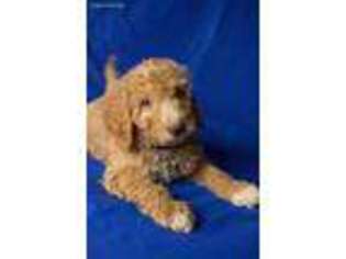 Goldendoodle Puppy for sale in Walhonding, OH, USA