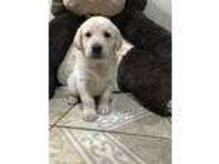 Labrador Retriever Puppy for sale in Lynwood, CA, USA