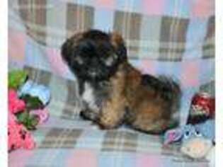 Mutt Puppy for sale in Goff, KS, USA