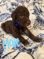 Labradoodle Puppy for sale in Wilmington, NC, USA
