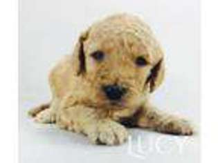 Labradoodle Puppy for sale in Burton, OH, USA