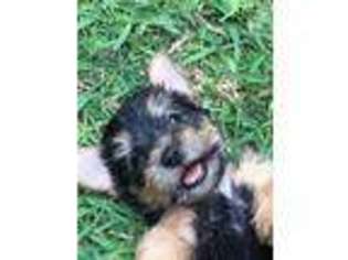 Norwich Terrier Puppy for sale in Highland Village, TX, USA