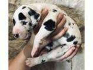 Great Dane Puppy for sale in Montague, TX, USA
