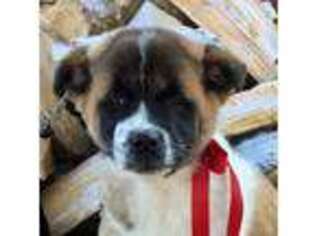Akita Puppy for sale in Rochester, IN, USA