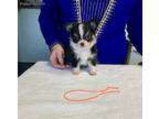 Chihuahua Puppy for sale in Cherryville, NC, USA