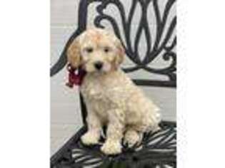 Labradoodle Puppy for sale in Dallas, TX, USA