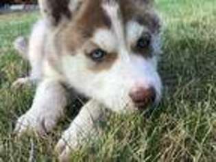 Siberian Husky Puppy for sale in Happy Valley, OR, USA