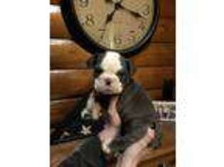 Olde English Bulldogge Puppy for sale in Mansfield, OH, USA