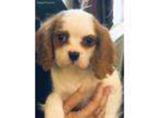 Cavalier King Charles Spaniel Puppy for sale in Crestview, FL, USA