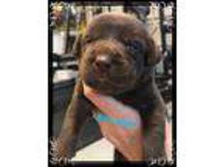 Labrador Retriever Puppy for sale in Churchville, VA, USA