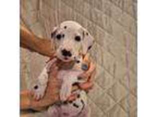 Dalmatian Puppy for sale in Haines City, FL, USA
