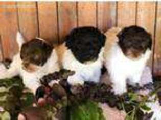 Havanese Puppy for sale in Cleveland, TX, USA