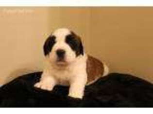 Saint Bernard Puppy for sale in Winchester, VA, USA