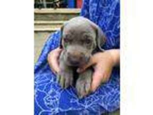 Weimaraner Puppy for sale in Abbeville, SC, USA