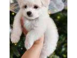 Maltese Puppy for sale in State College, PA, USA