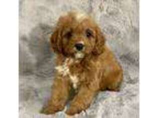 Cavapoo Puppy for sale in Atlanta, GA, USA