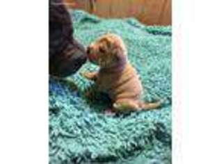 Mutt Puppy for sale in Madison, KS, USA