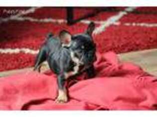 French Bulldog Puppy for sale in Prim, AR, USA